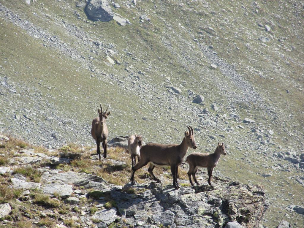 Cervino Valley House Rododendro Breuil-Cervinia Zewnętrze zdjęcie