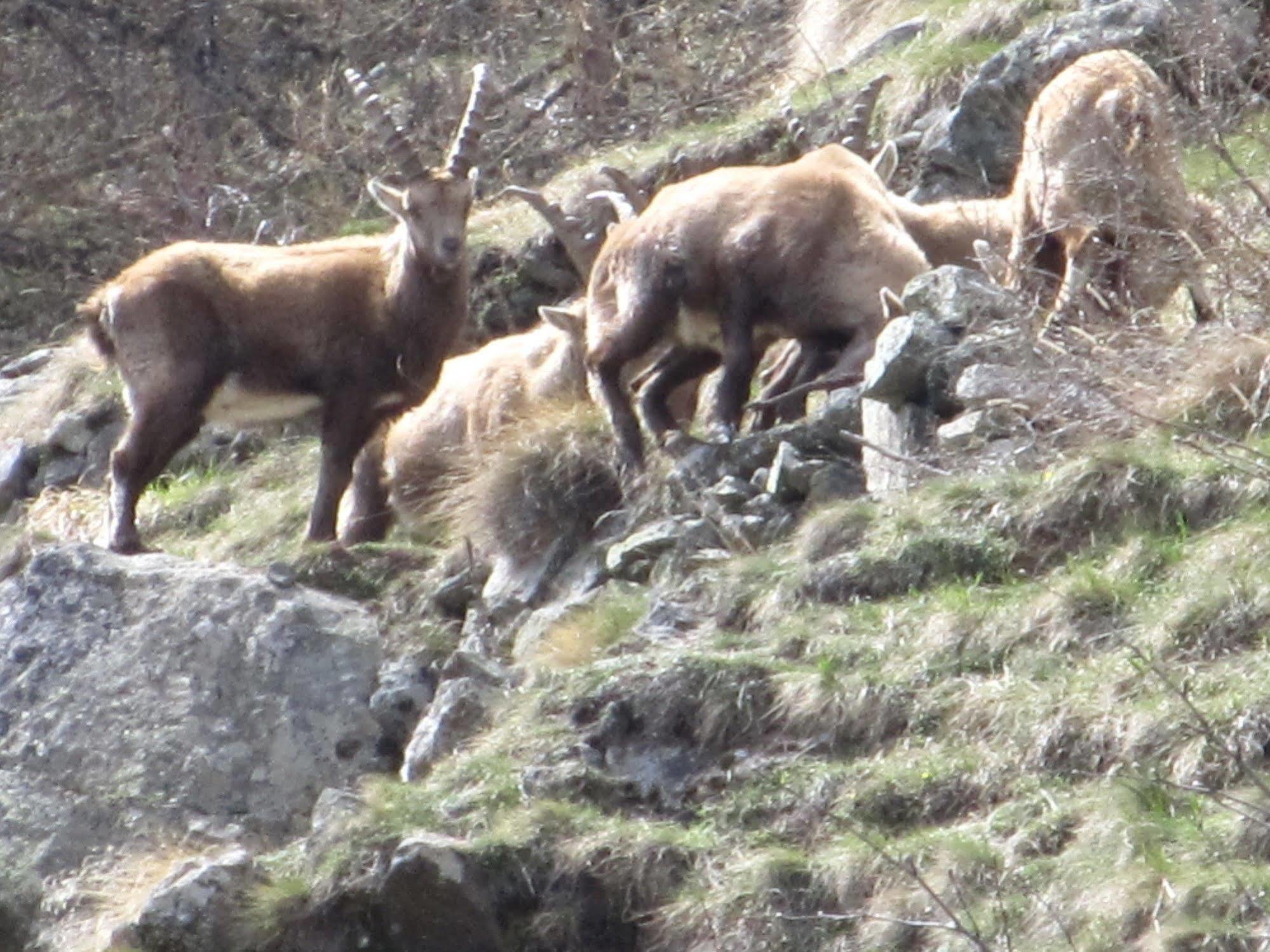Cervino Valley House Rododendro Breuil-Cervinia Zewnętrze zdjęcie
